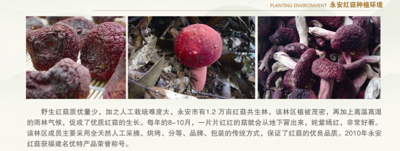 三明红菇2.jpg